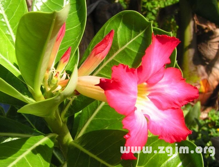 沙漠玫瑰的花语