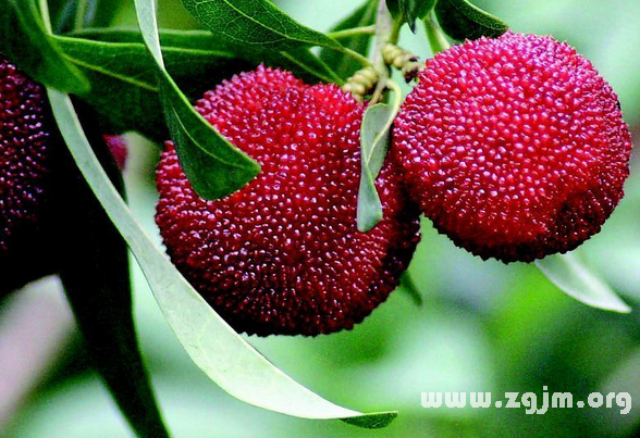 草莓树的花语