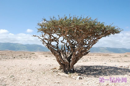 12月24日花语：乳香木，生日花语礼物