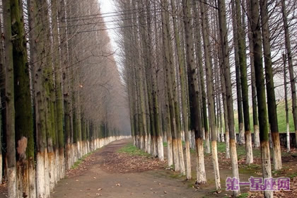 12月17日花语：线杉，生日花语坚固