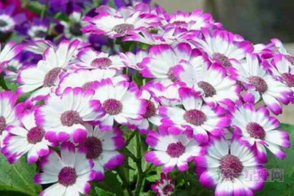 花语大全：法国小菊你知道多少？