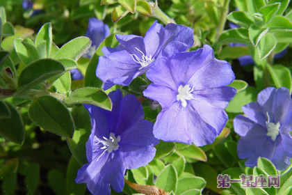 蓝星花的花语：把握现在