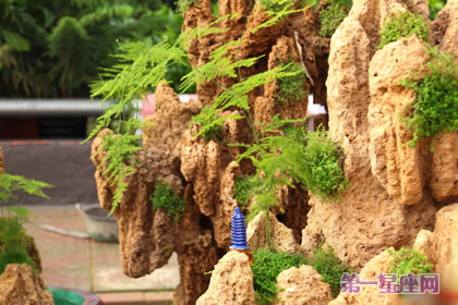 文竹名称的由来及花语