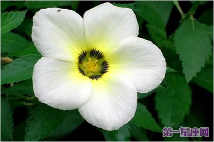 花语大全：烟草花的花语是什么？