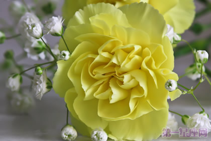 黄色康乃馨代表着什么