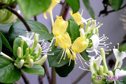 花语传说：金银花的花语与传说来历