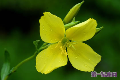 夜来香花语：空想、危险的快乐