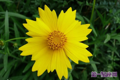 金鸡菊花语：竞争心、上进心