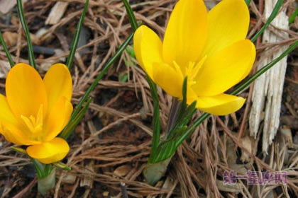 2月15日花：黄番红花，生日花语热情