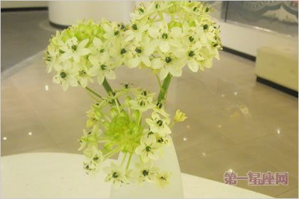 3月19日花语：伯利恒之星，生日花语敏感