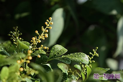 珠兰的花语和象征代表意义