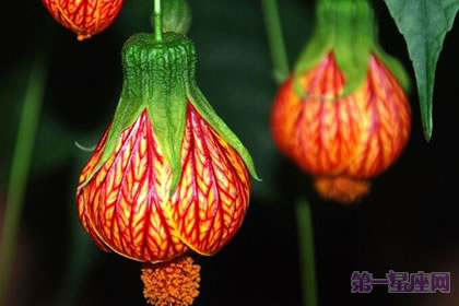 代表感恩的花语？什么花代表感恩！