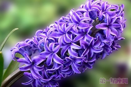 什么花代表幸福？