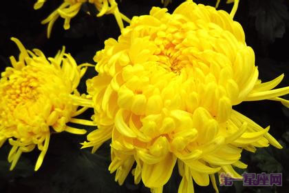 世界四大切花：月季、菊花、香石竹、唐菖蒲