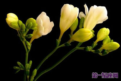 晚香玉花语：幸福、美好