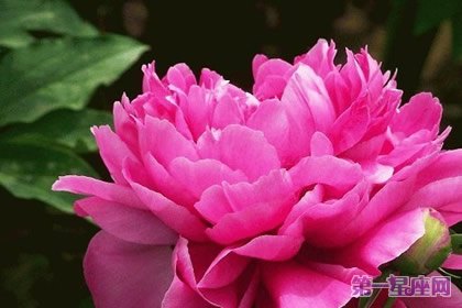 秋牡丹花语及代表含义是什么？