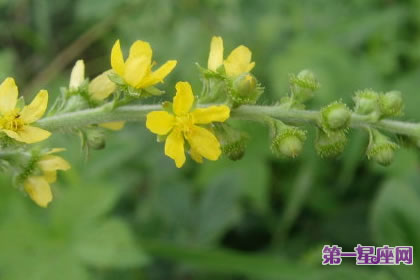 7月1日花语：西洋龙芽草，生日花语撒娇