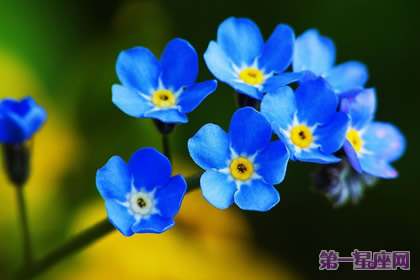 三月的花语是什么?勿忘我