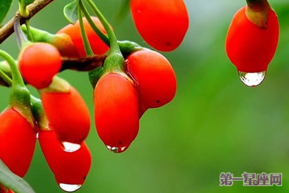 枸杞、吉庆果的花语：喜庆瑞祥