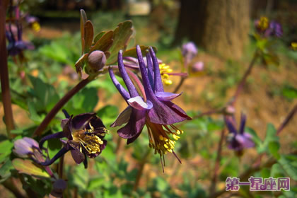 详解：紫色耧斗菜的花语