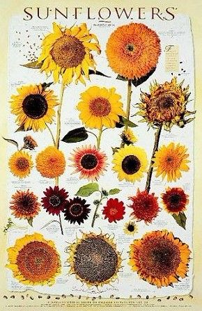 向日葵的品种有哪些？