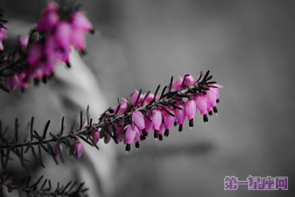 12月27日花语：春天石南，生日花语宠爱