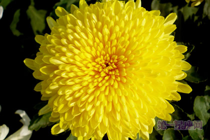 中国十大名花之一：独立冰霜的菊花
