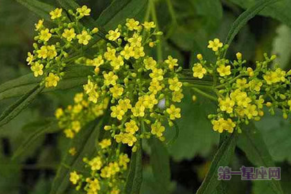 败酱的花语和象征的意义是什么？