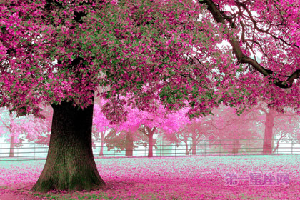 世界各国的国花是什么？