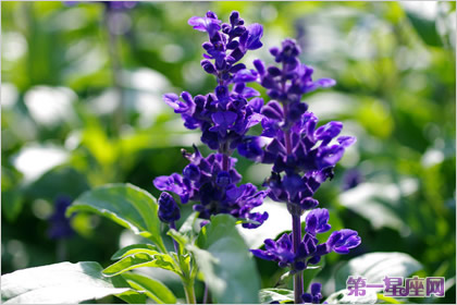 各种花的花语：蓝花鼠尾草花语 