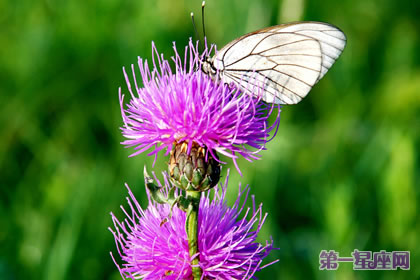 不常见的花与花语：藿香花的花语是什么？