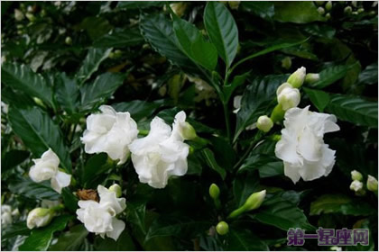 狗牙花的花语：清纯、善良