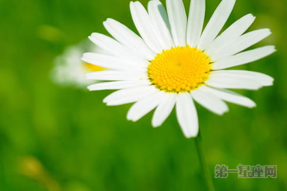 1月18日生日花：雏菊，生日花语快活