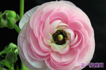 花语传说：花毛茛的花语及传说