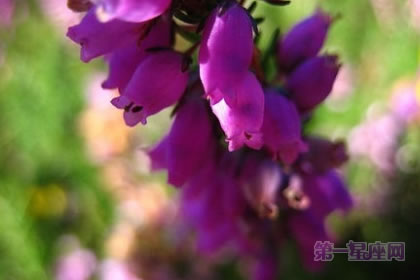 3月11日花语：康沃尔石南，生日花语万能