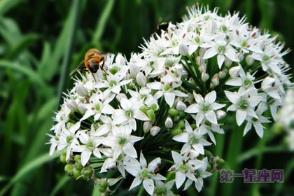 3月1日生日花语：韭菜花，生日花语奉献