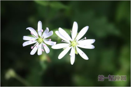 4月15日花语：繁缕花，生日花语雄辩