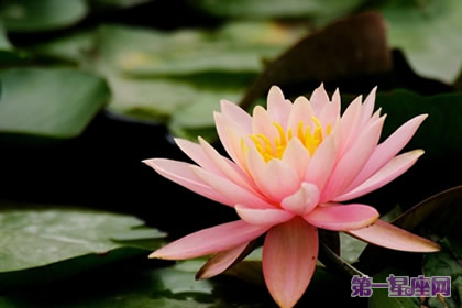 代表高贵的花？什么花代表女人的高贵