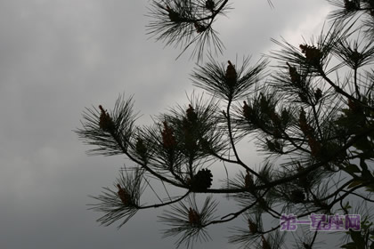 松柏象征什么意义？