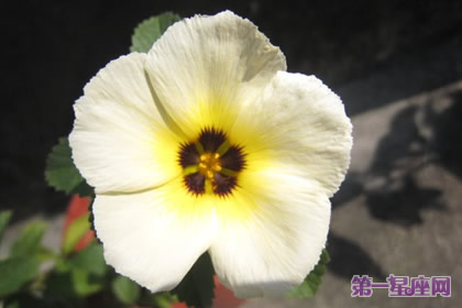 花语：时钟花，生日花语踏实