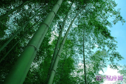 花语：原竹，生日花语侥幸