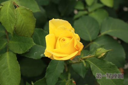 情人节鲜花应该如何选择？