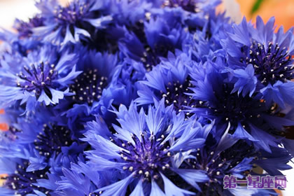 九月的花语是什么？矢车菊