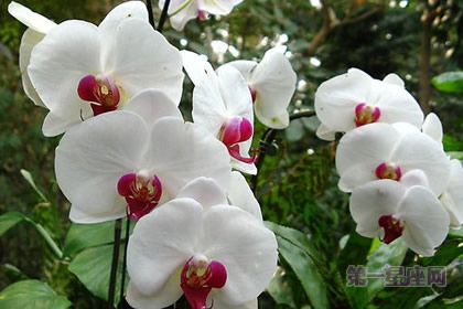 花语大全：白花蝴蝶兰的花语