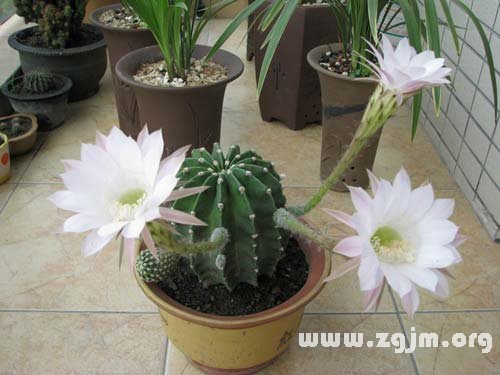 鱼缸摆放注意事项