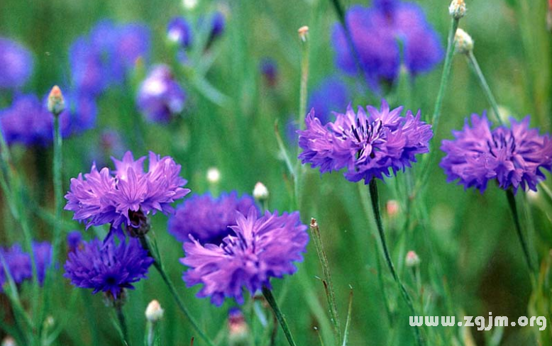 矢车菊的花语