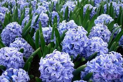 水色风信子的花语是什么？