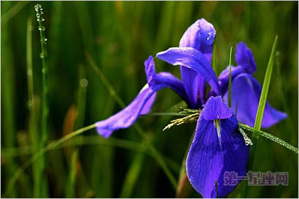 5月12日花语：鸢尾花，生日花语优美