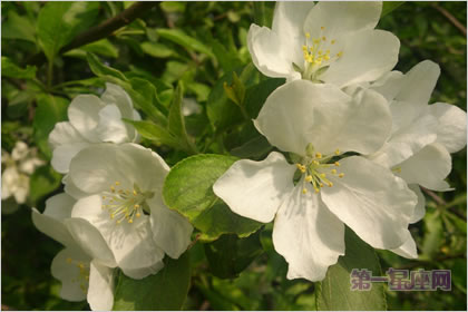 5月5日花语：山楂果，生日花语美食