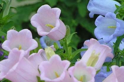 4月23日花语：风铃草，生日花语嫉妒
